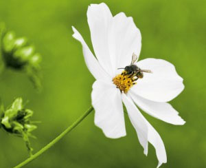 biosurveillance abeille