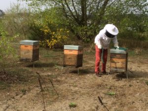 Les 3 ruches avec essaims du Port de Bayonne
