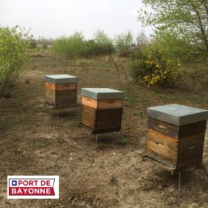 Les ruches du Port de Bayonne