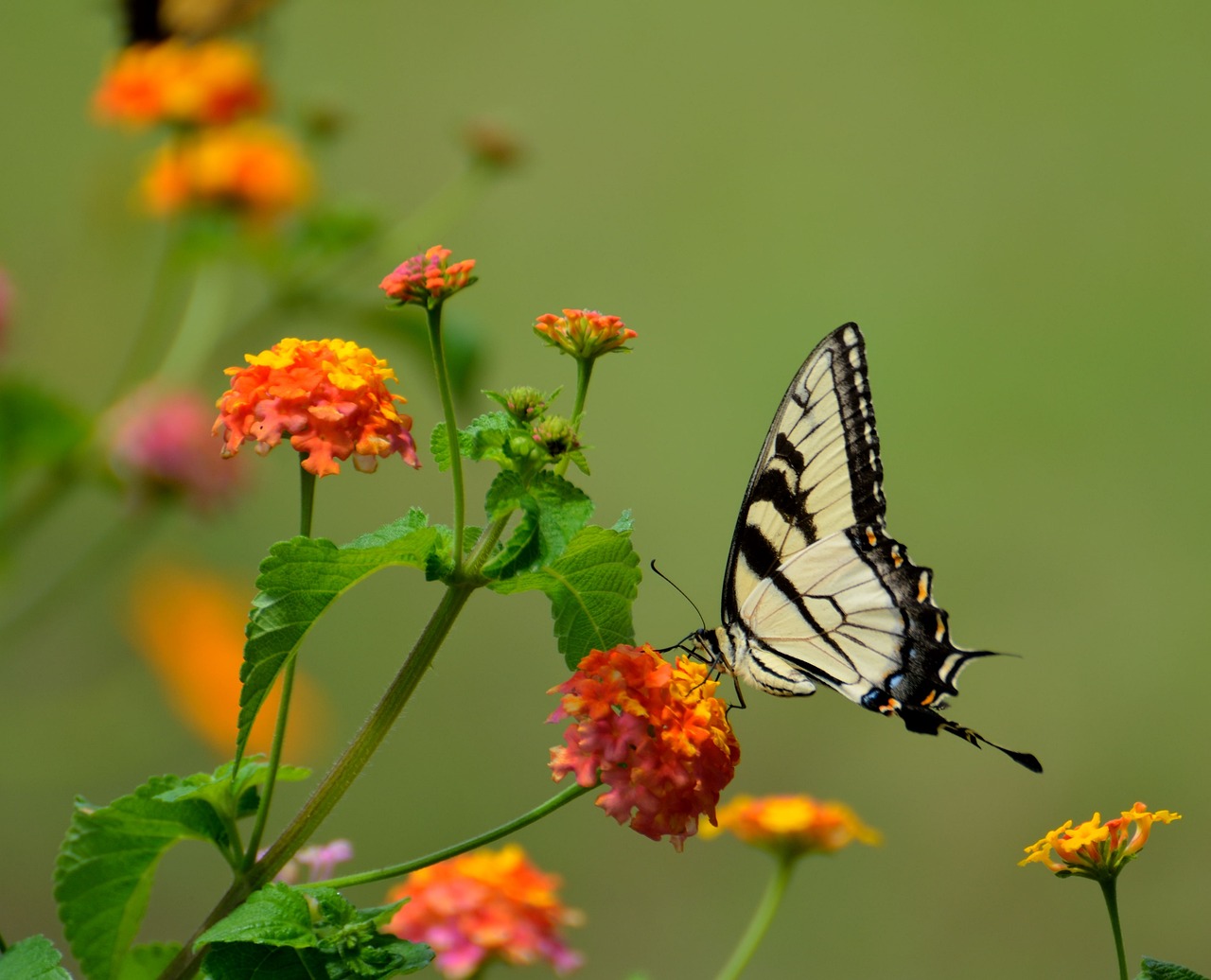 un service écosystémique : la pollinisation